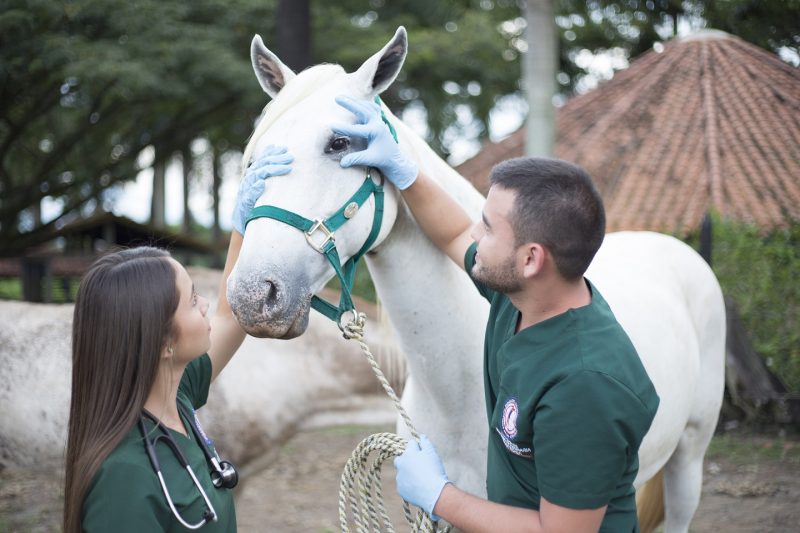 Medicina Veterinaria Y Zootecnia 3 Por Siempre Las Américas Pereira